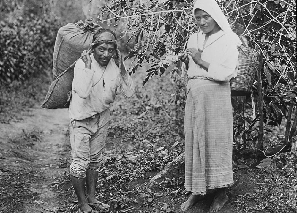 Coffee Pickers, Mexico, 1927 page 1
