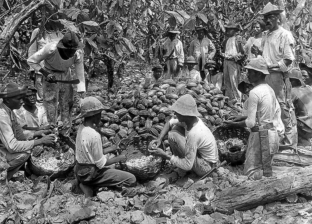 Husking Cacao Pods, West Indies, 1914 page 1