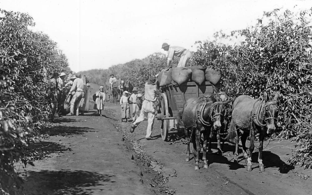 Hauling Bags of Coffee Berries, Brazil, 1900 page 1