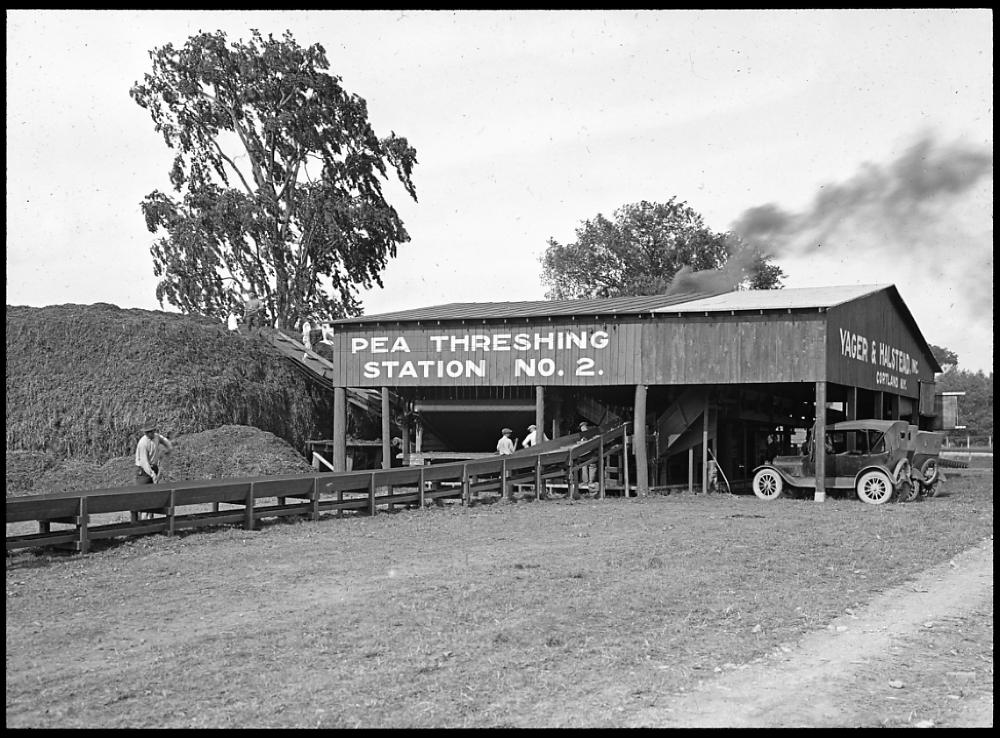 Pea Threshing Station, 1923 page 1