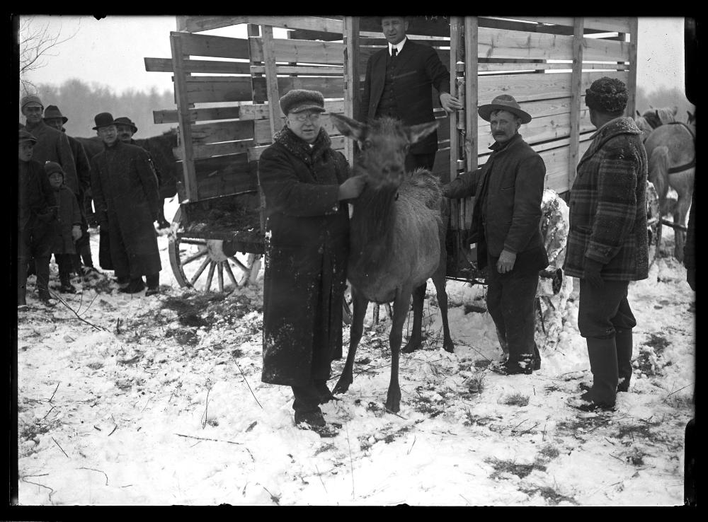 Elk Release, Adirondacks, c. 1920s page 1