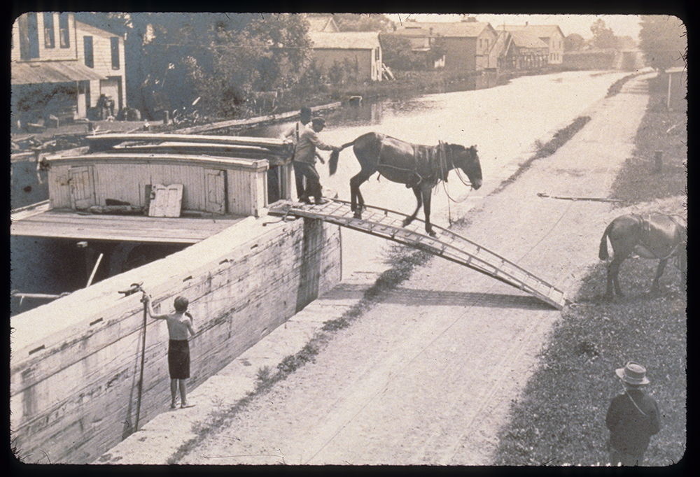 Photograph of a mule being unloaded from a freight boat at Durhamville, c. 1905 page 1