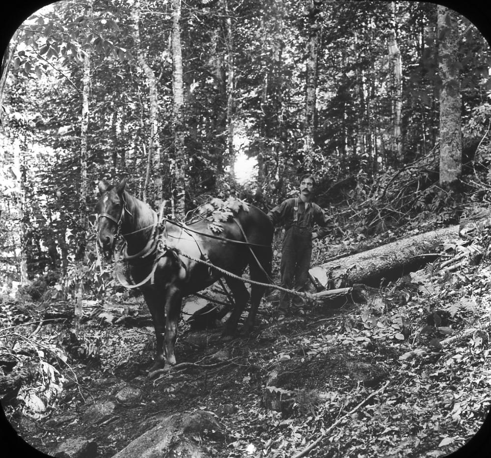 Hauling a Log to the Skidway, c. 1900 page 1
