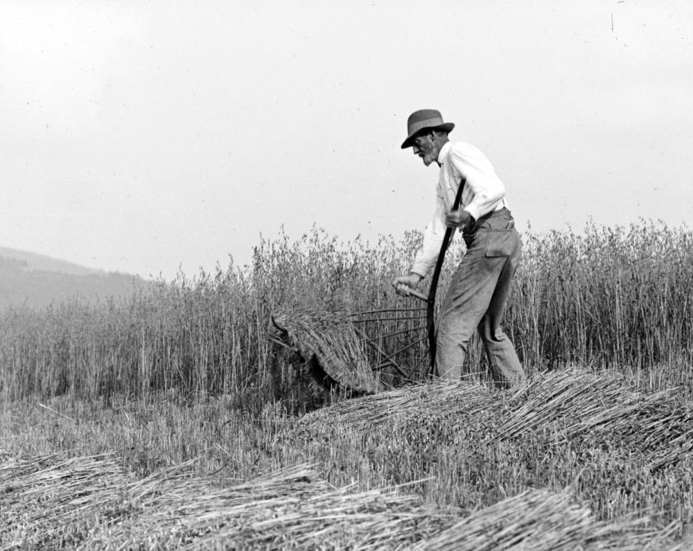 A Farmer Cuts Oats with a Cradle near Hobart, 1915 page 1
