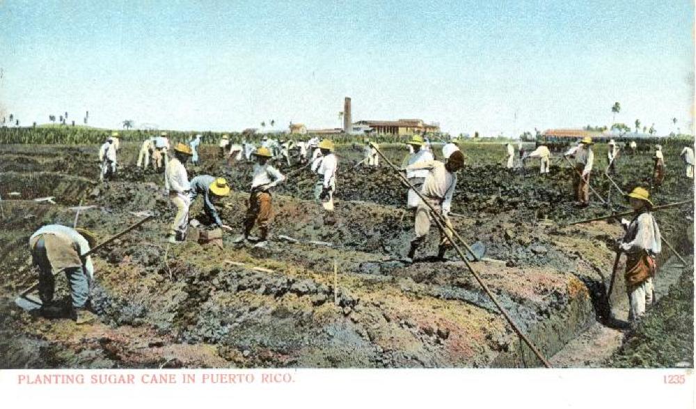 Planting Sugar Cane in Puerto Rico, c. 1940s page 1