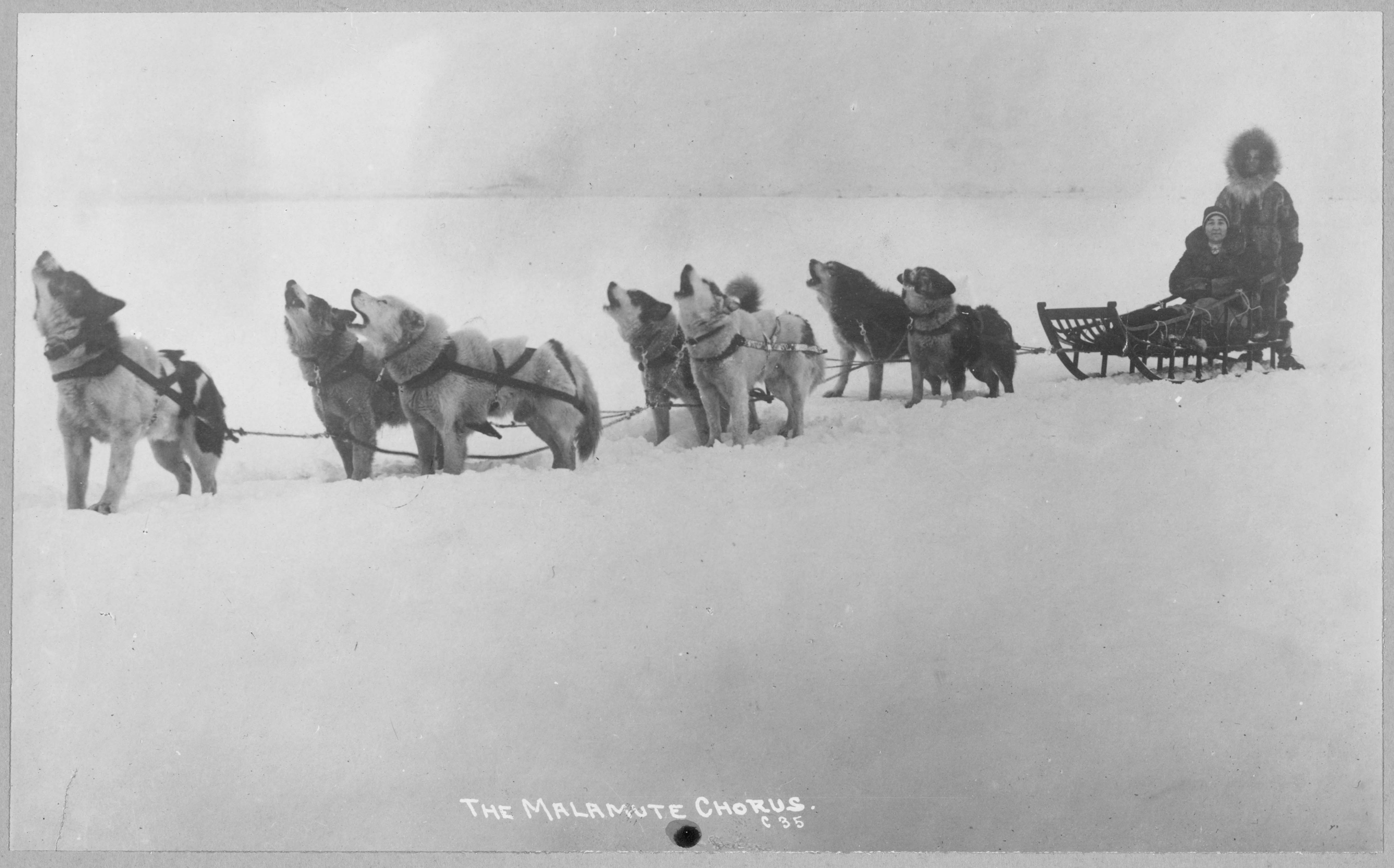 Dog Sled Team Barking page 1