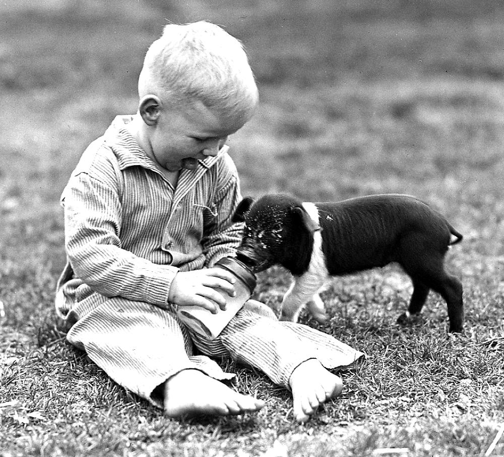 Boy Feeding a Pig, c. 1900 page 1