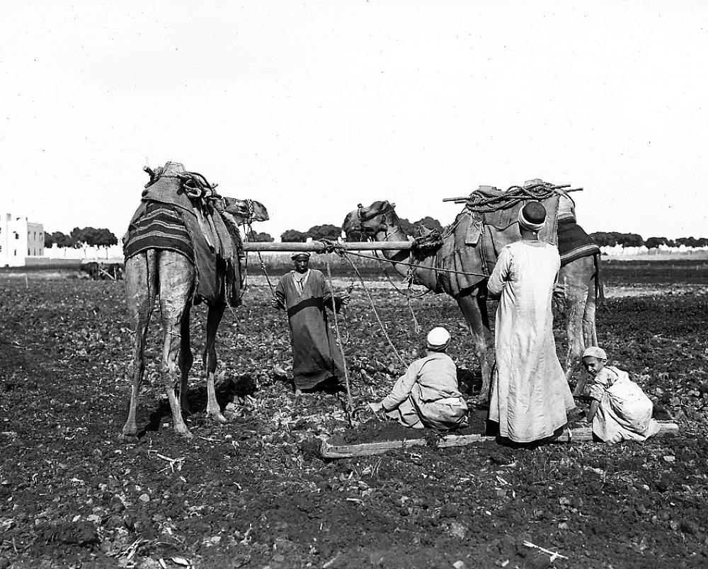 Harrowing with Camels, Egypt, 1913 page 1