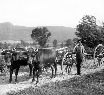 Load Team of Oxen, c. 1900 in Main Document Viewer