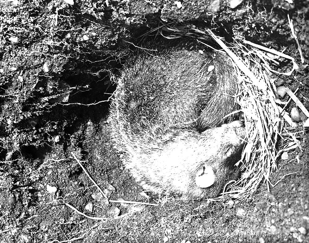 Hibernating Woodchuck, Otsego County, 1897 page 1