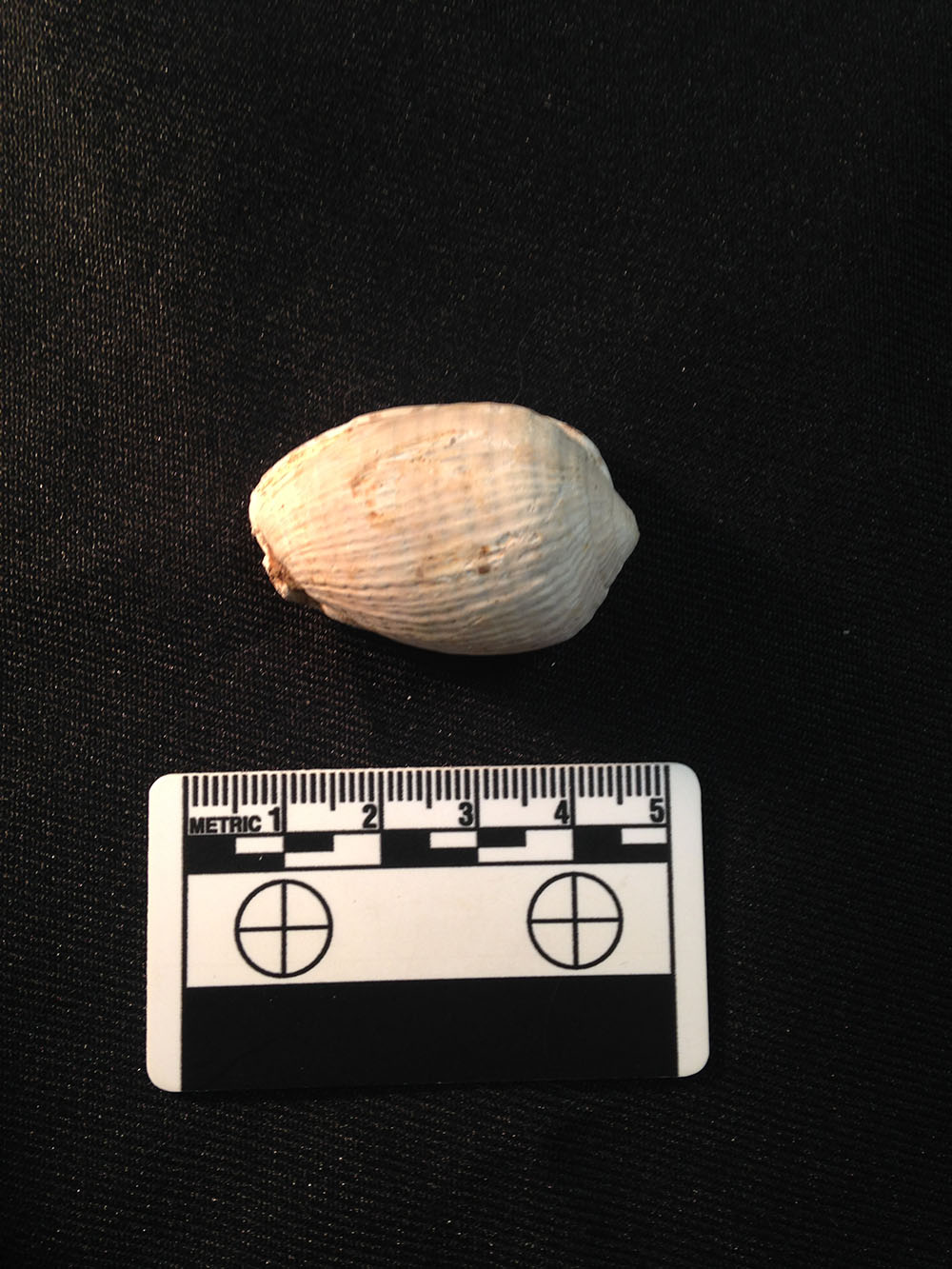 Caribbean Cowry Helmut page 1