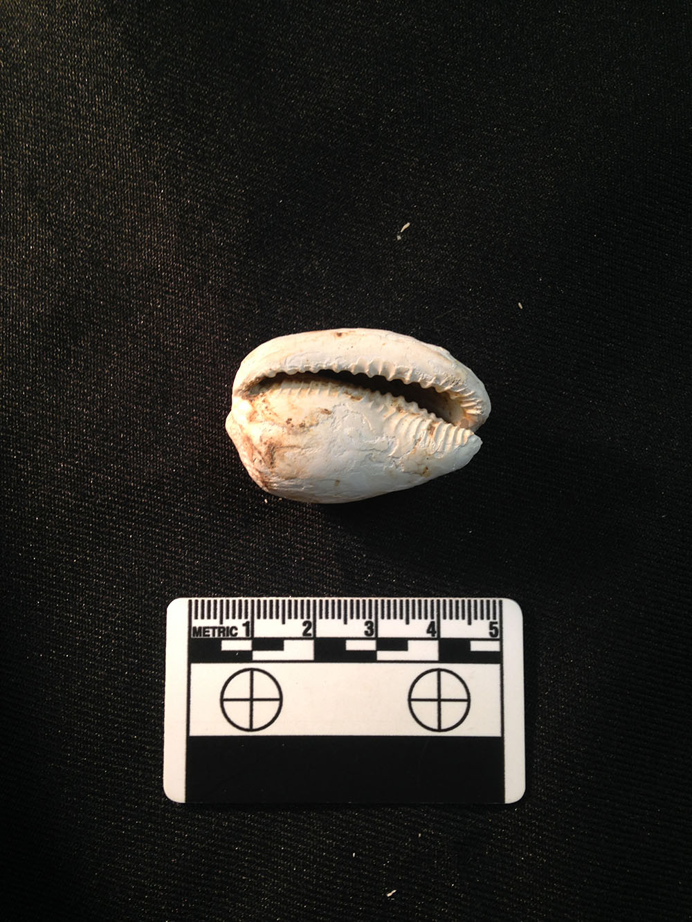 Caribbean Cowry Helmut page 2