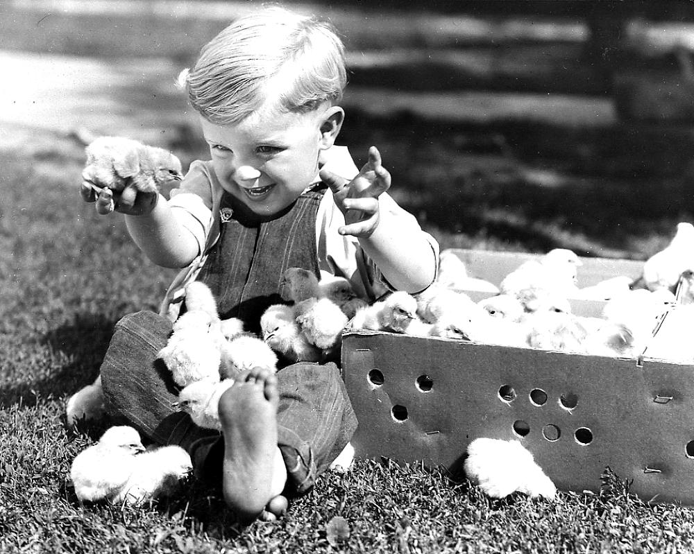 Small Boy with Baby Chicks, Battle Ground, Indiana, 1932 page 1