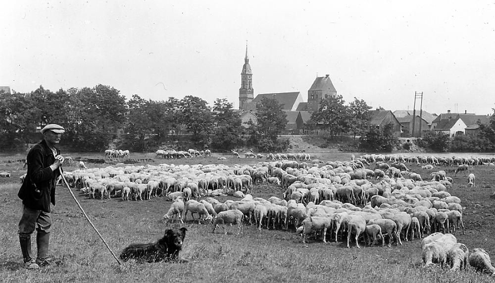 Sheep herder with Flock, River Ill, Upper Alsace, France, 1929 page 1