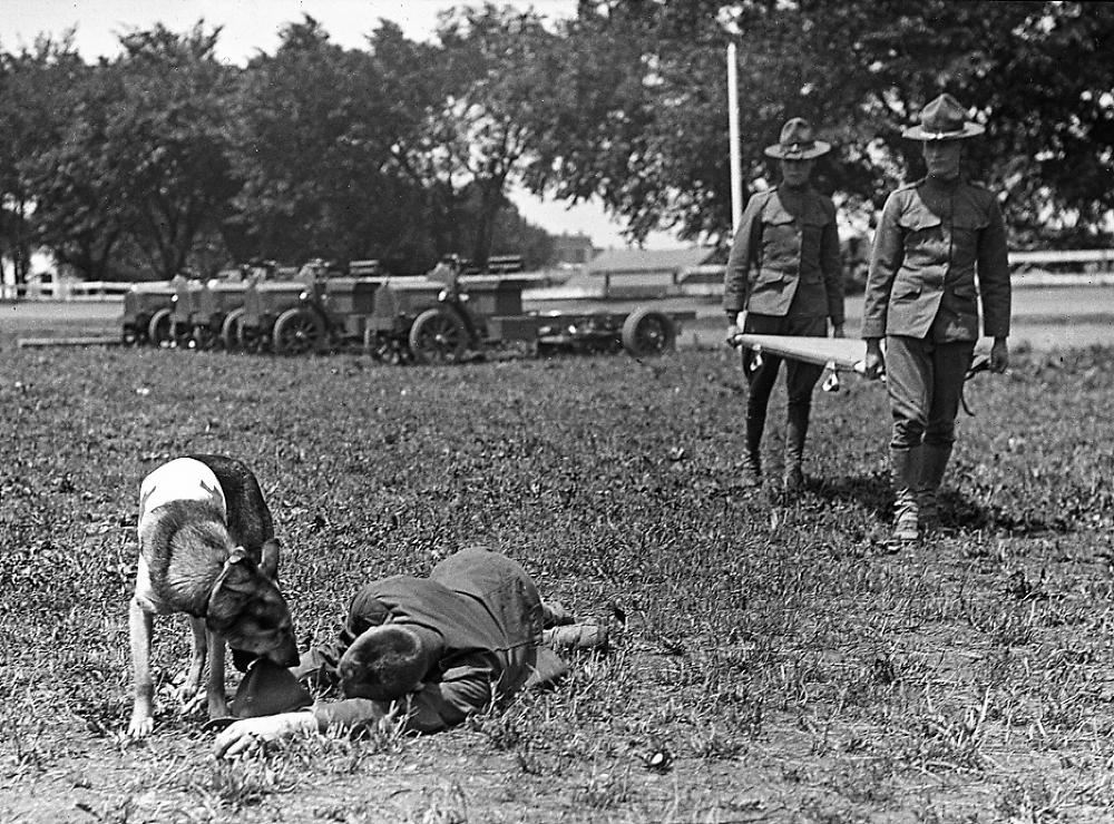 Training a Dog with the Medic Corps, World War I, c. 1917 page 1