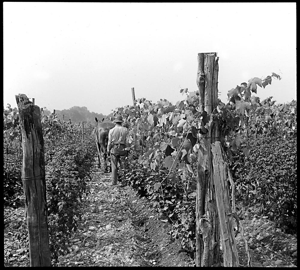 Field of Grapes, Currants, and Berries, 1913 page 1