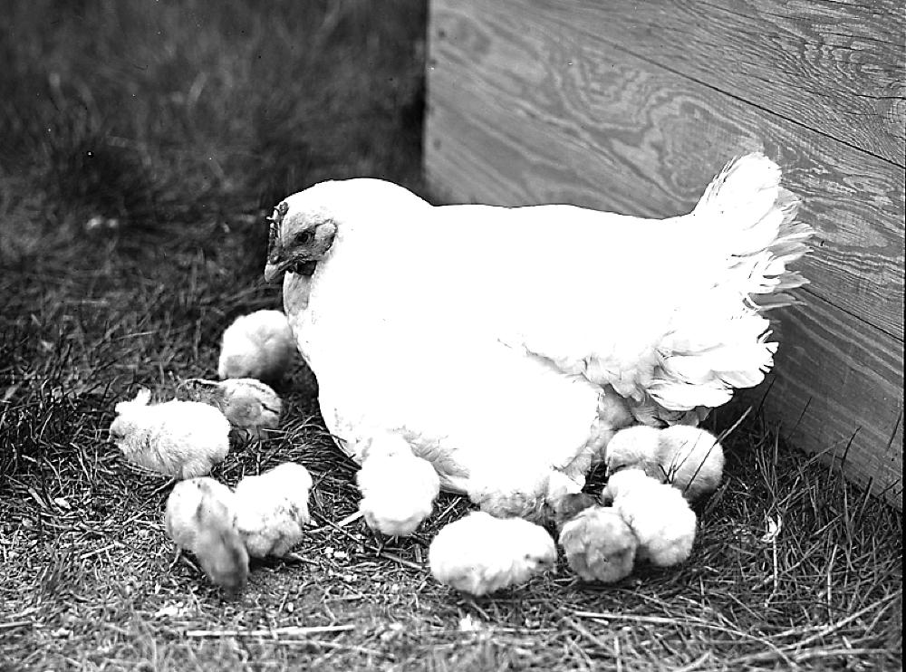 Hen with Baby Chicks, Lafayette, Indiana, 1918 page 1