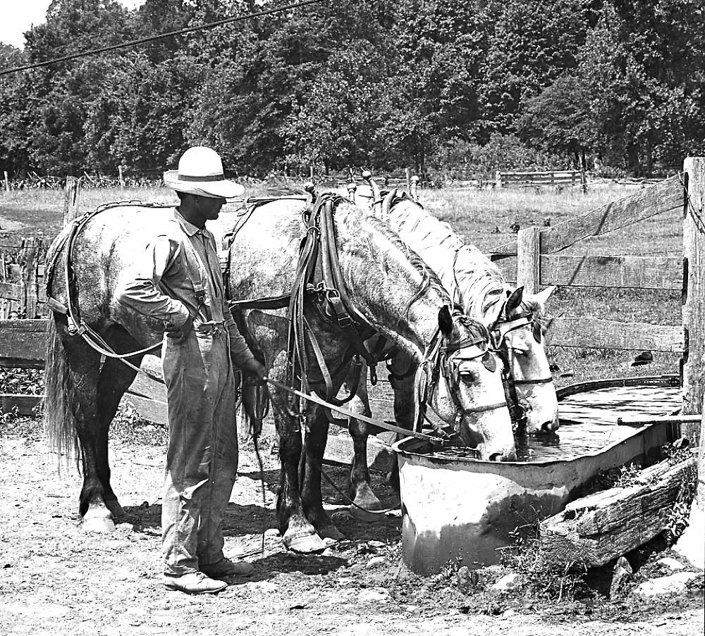 Horses at Watering Trough, Mulberry, Indiana, 1913 page 1