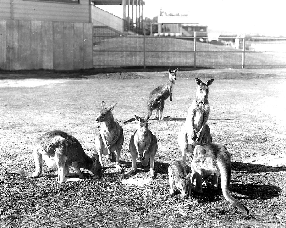 Seven Kangaroos, New South Wales, Australia, c. 1900 page 1