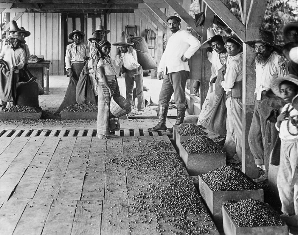 Laborers Measuring Coffee Berries, Chiapas, Mexico, 1927 page 1