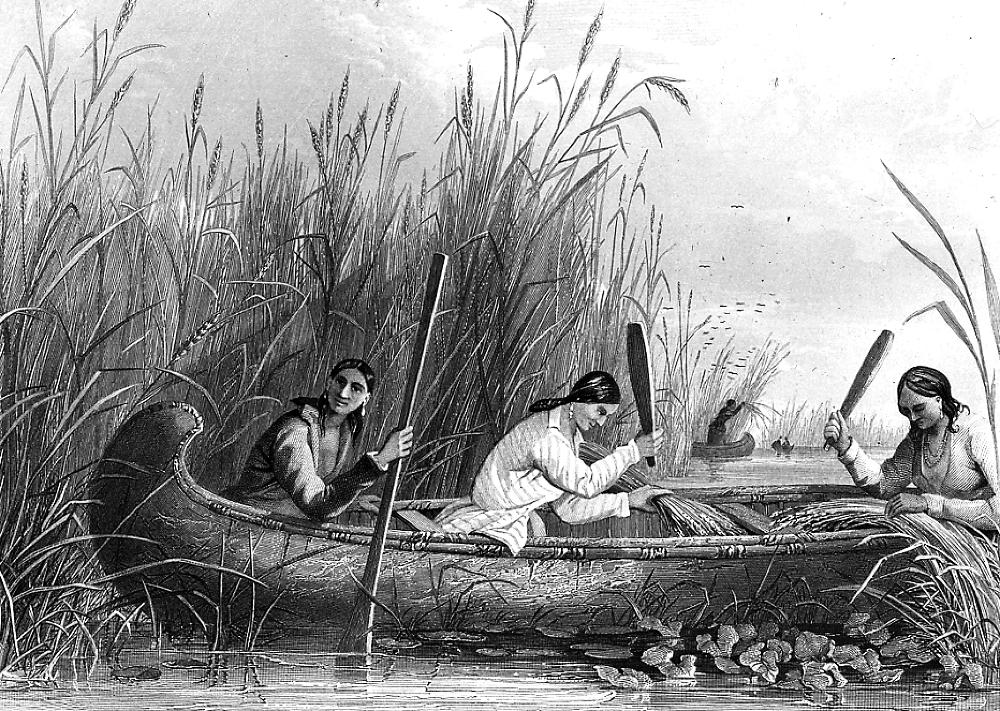 Native American Women Gather Wild Rice, Print, 1910 page 1