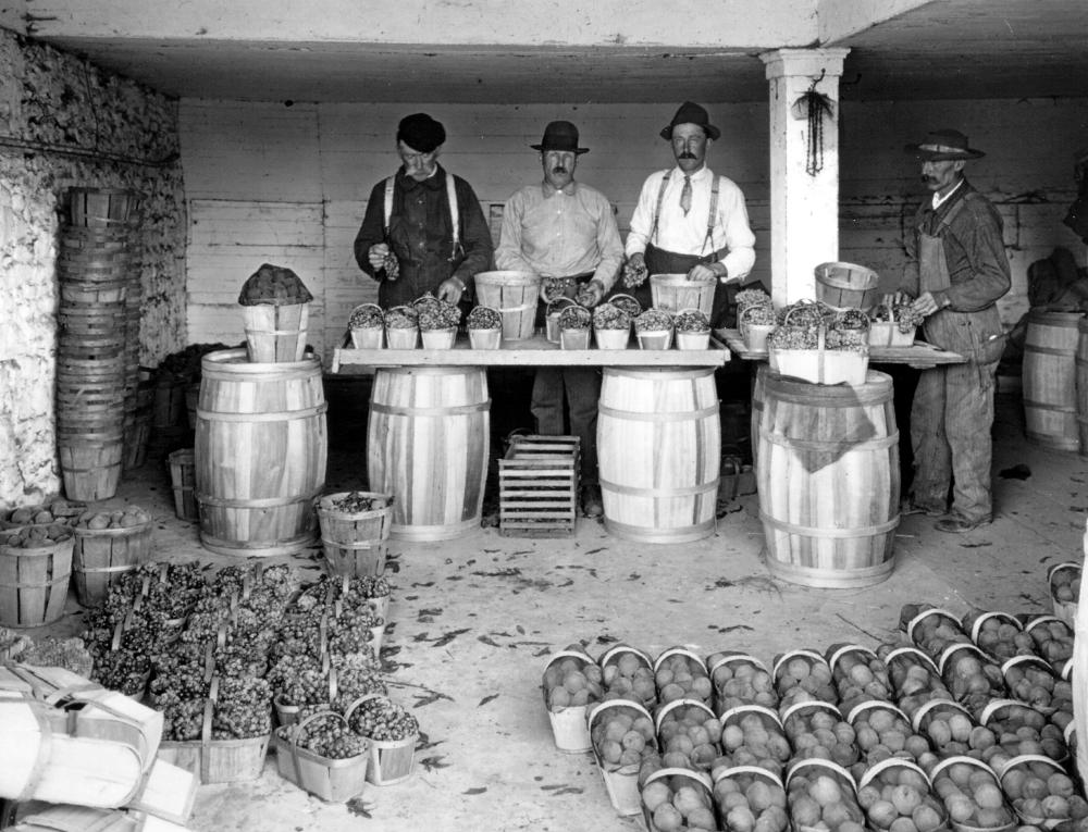 Packing Niagara Grapes and Peaches, 1911 page 1