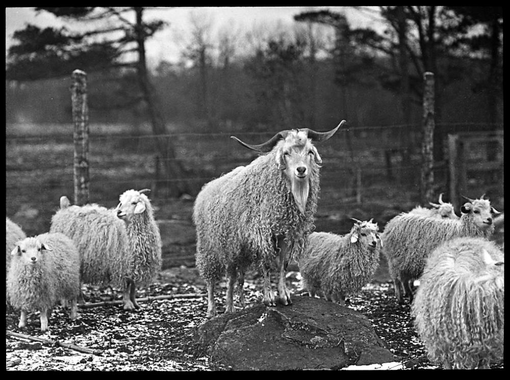 Angora Goats, 1914 page 1