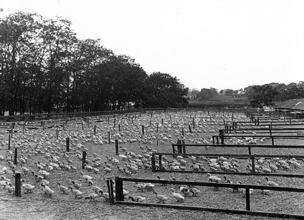 Duck Farm, Speonk, NY, 1914 page 1