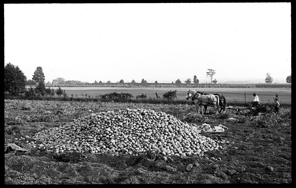 Potato Field, 1928 page 1