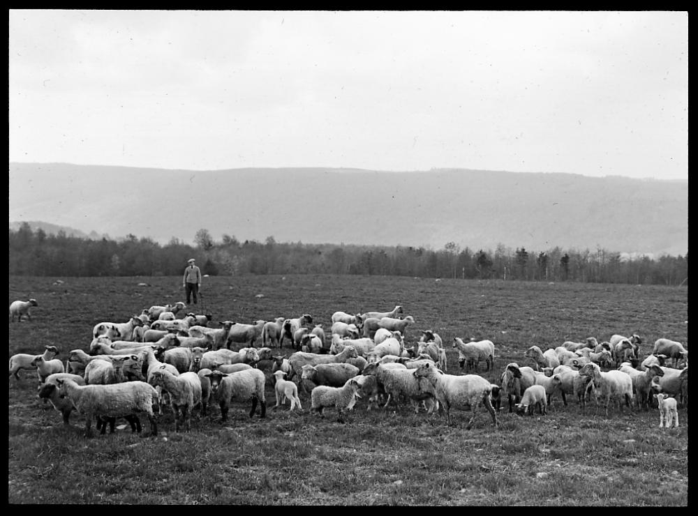 Sheep in a Pasture, 1913 page 1