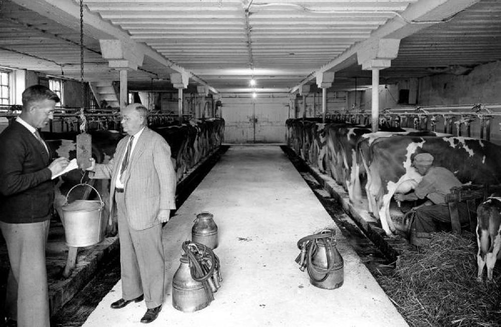 Weighing Milk, c. 1940 page 1