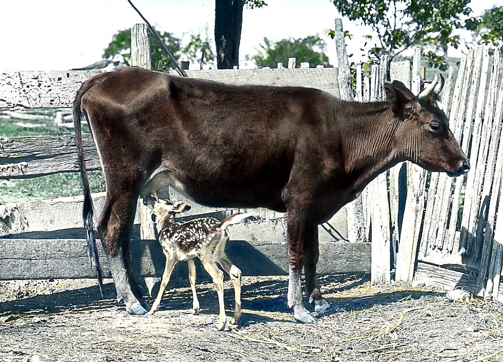 Fawn Feeding on Cow, Livingston, 1918 page 1
