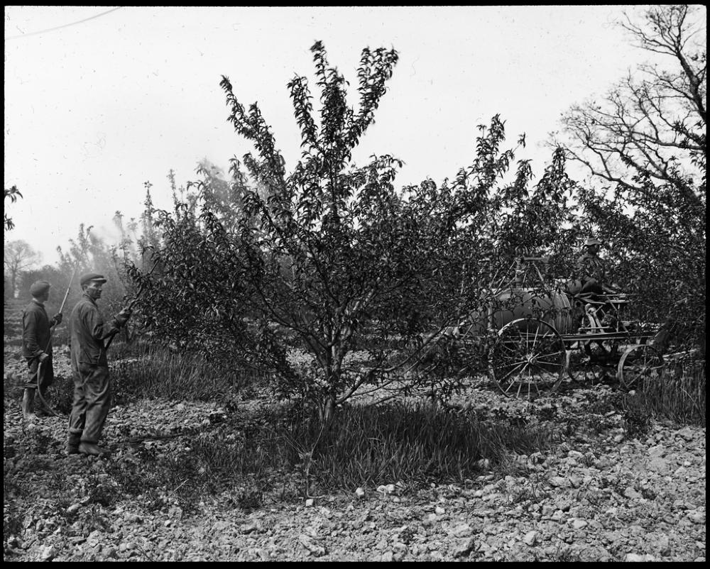 Spraying Peach Trees, 1913 page 1