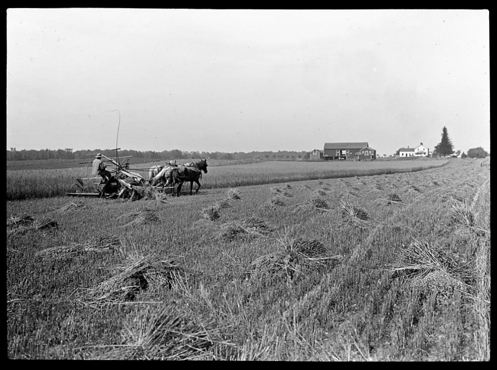 Reaping Oats, Seneca Castle, New York, 1915 page 1