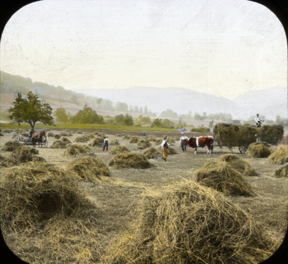 Loading Hay, c. 1900 page 1
