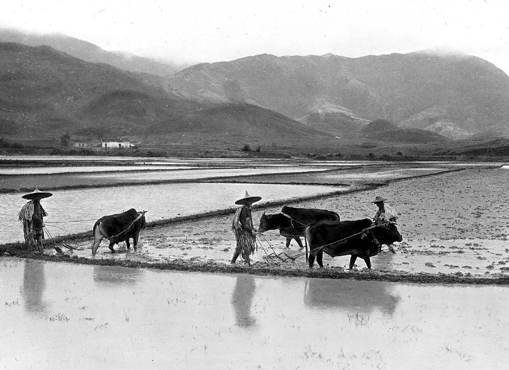 Plowing a rice field near Hong Kong, 1924 page 1